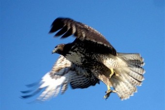 Ölyv esett egy autós ölébe