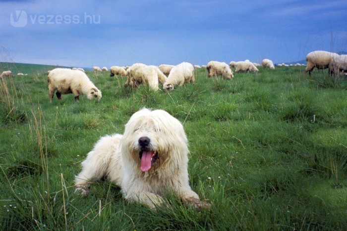 Autókat próbált összeterelni egy juhászkutya