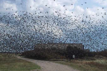 Horror-baleset: madarak ütköztek autónak