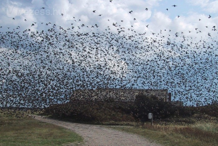 Horror-baleset: madarak ütköztek autónak