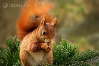 Mókus ugrott az autóvezető fejére