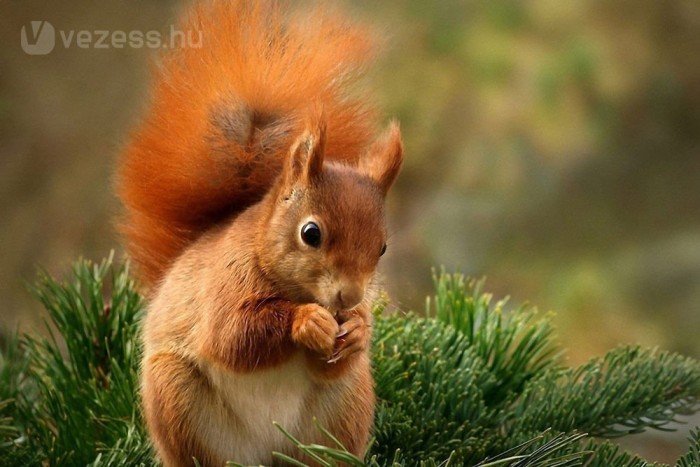Mókus ugrott az autóvezető fejére