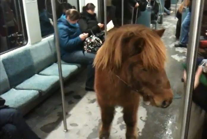 Pónilóval utazott metrón