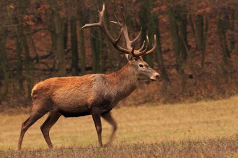 Szarvas repült egy busz utasterébe