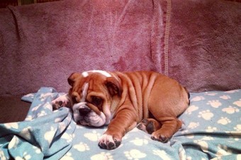 F1: Hamilton paddockbelépőt kér a kutyájának