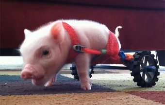 Kerekesszéket kapott a kétlábú malac