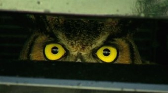 Bagoly mondja: így éld túl a gázolást!