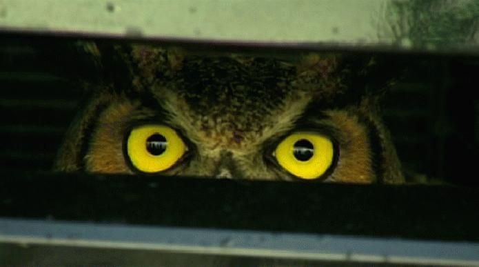 Bagoly mondja: így éld túl a gázolást!