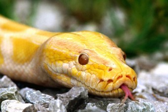 Kígyók ezrei egy teherautón