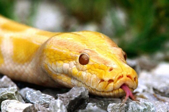 Kígyók ezrei egy teherautón 3