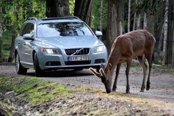 Megeheti mindenki, amit elüt