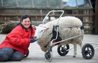 Kerekes széket kapott egy birka