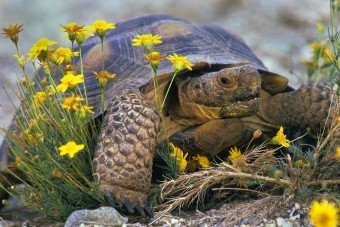 Garázstűz egy teknős tüzes vágya miatt