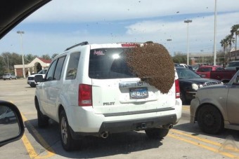 Több ezer méh szállta meg az asszony autóját