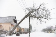 Elektromos vezetékre dőlt fa Kótajban, ahol egy napja nincs áram 2013. március 15-én. Szabolcs-Szatmár-Bereg Megyében 98 településen több mint hetvenezer háztartásban nincs áramszolgáltatás.
MTI Fotó: Balázs Attila