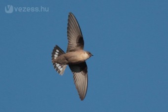 Alkalmazkodtak a fecskék az autókhoz?