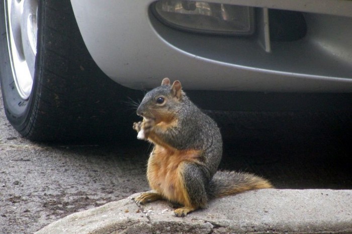 Mókusmentés a motortérből 4