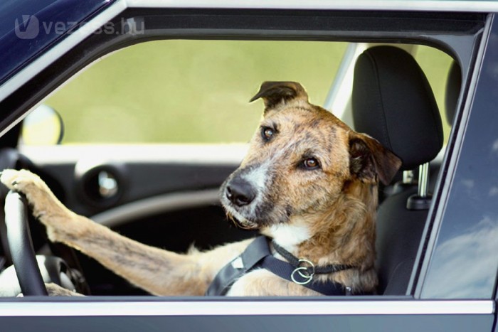 Kutya gázolt embert 3