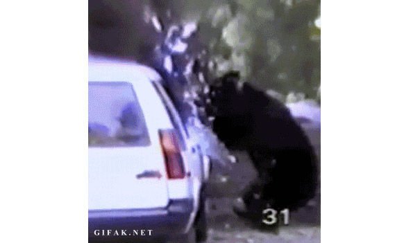 A medve nem játék!