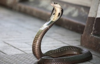 Mérgeskígyókkal autózott