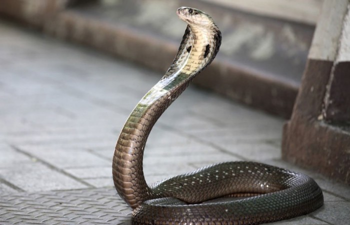 Mérgeskígyókkal autózott