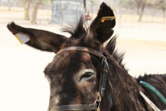 Helyzetjelzőt kapnak a csacsik Botswanában