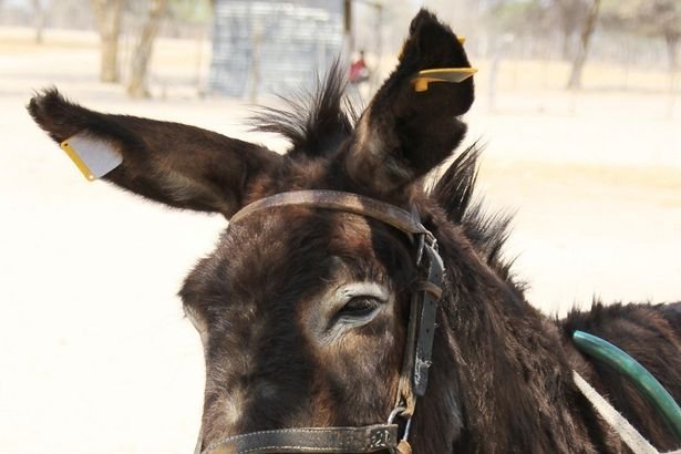 Helyzetjelzőt kapnak a csacsik Botswanában