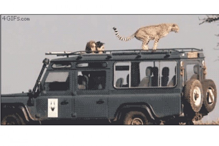 A gepárdok tojnak a Land Roverre