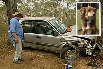 Kutyája tartotta életben az autó alá szorult öreget