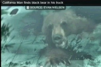 Medvét talált teherautójában - a vezetőülésen