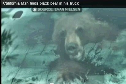 Medvét talált teherautójában – a vezetőülésen