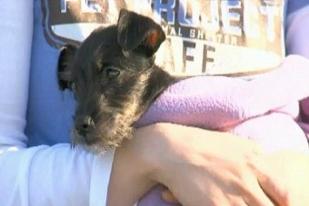 Egy hónapig élt szeméten a kocsiba zárt kutyus