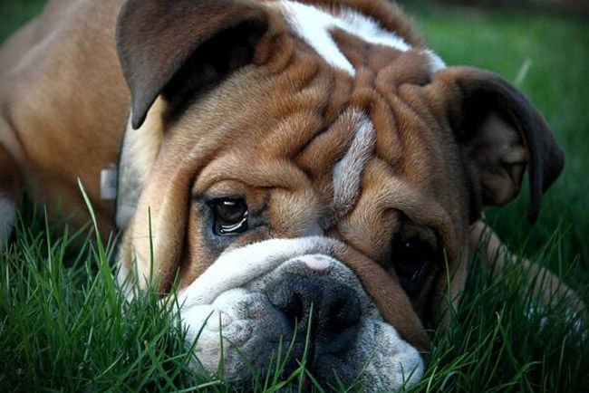 F1: Hamiltont mindenhova követi a kutyája