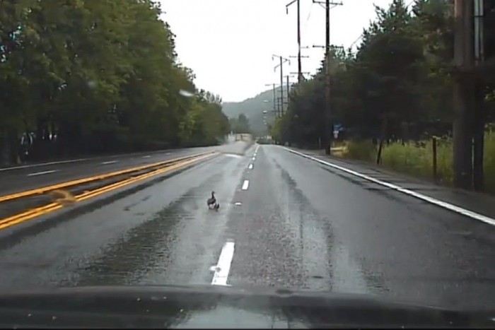 Kacsák vetettek véget az üldözésnek