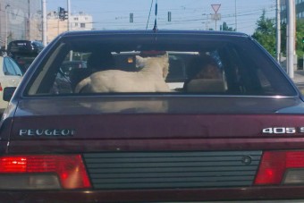 Gyilkos kutya a kalaptartón