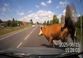 Üzekedő marhákat gázolt az autós