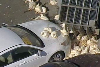 Élő csirkék zuhantak az autószalonra