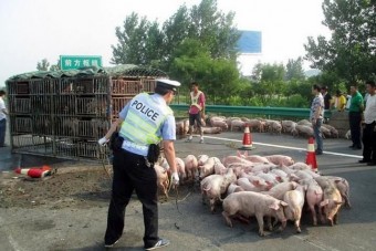 Visítozó kismalacok okoztak dugót
