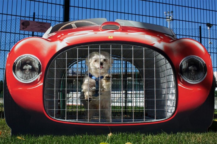 Ahol még a kutyák is Ferrariban ülnek 3