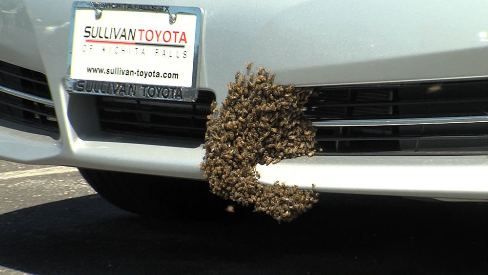 Nemcsak balesetet, de jogi bonyodalmat is okozott egy méh, és úgy tűnik a rovar által megzavart sofőrnek mindenképp fizetnie kell