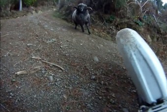 Megvadult kos támadt a motorosra