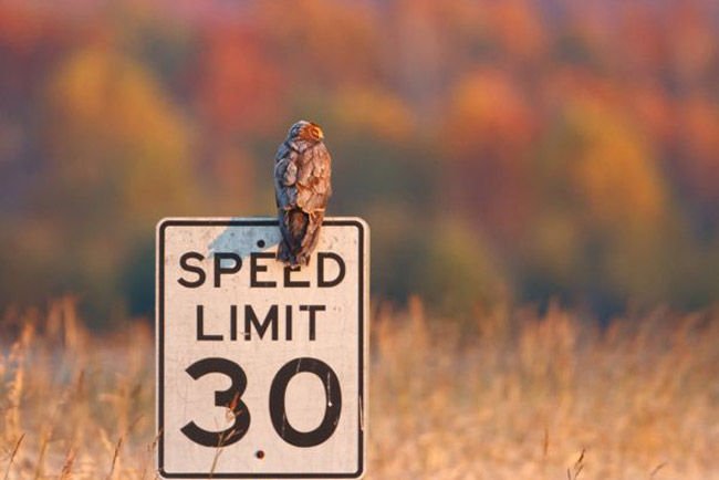 A madarak nem számítanak gyorshajtó autósokra