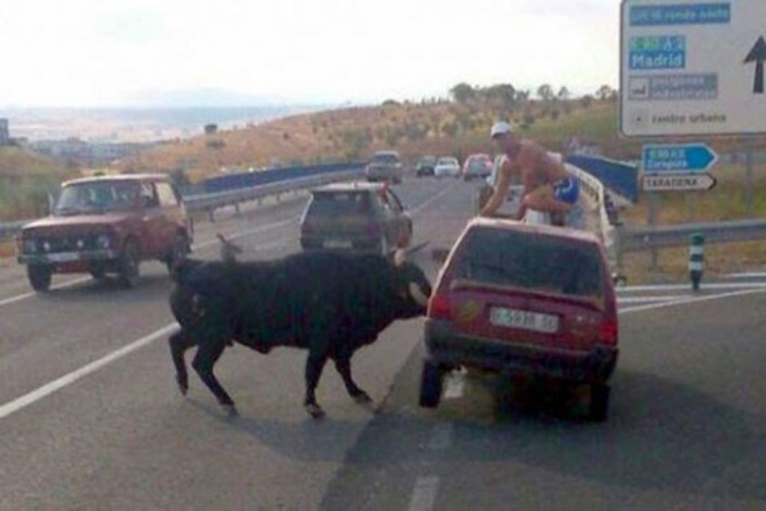 Őrült bika pusztít az autópályán