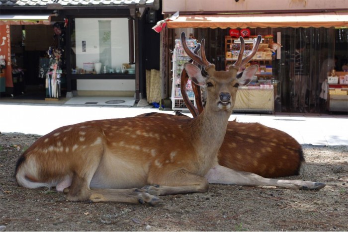 Szarvasok lepték el a várost 3 | Vezess Szarvasok lepték el a várost 3
