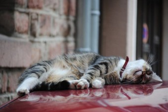 Tilosban parkoló autóra zuhant a macska - ki fizet?