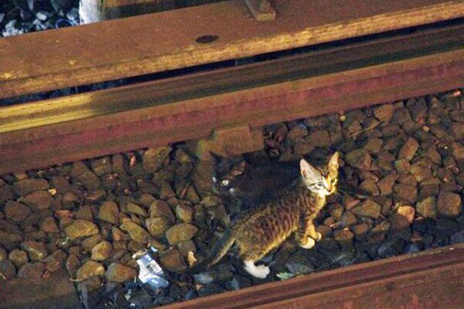 Kismacskák miatt bénult meg a metró
