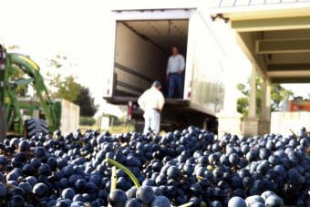 Öt tonna szőlő nyomta agyon a szüretelőt
