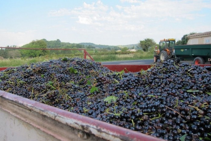 Öt tonna szőlő nyomta agyon a szüretelőt 5 | Vezess Öt tonna szőlő nyomta agyon a szüretelőt 5