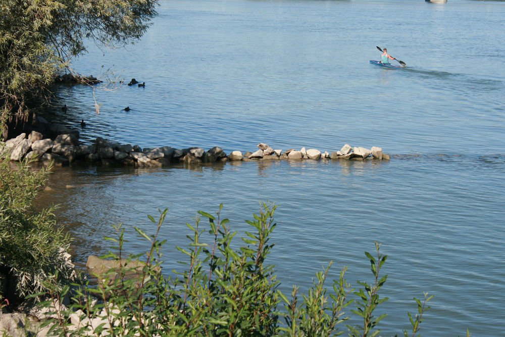 Horgászépítmény: a házilagos gát mögötti területen a Duna lelassul és kirakja a sodort táplálékot. Itt érdemes horgászni