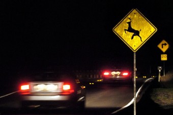 Bosszút állt elgázolt gidájáért az őzmama